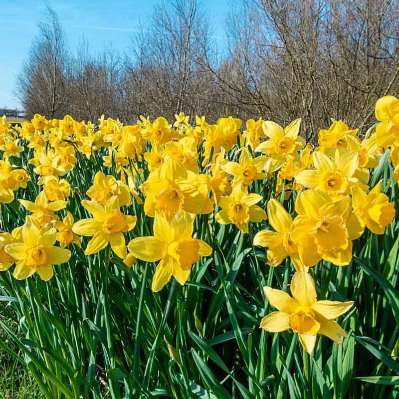 Yellow Naturalizing Daffodils - Image 3