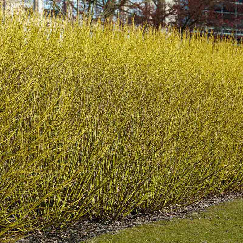 Budd's Yellow Twig Dogwood Hedge - Image 2