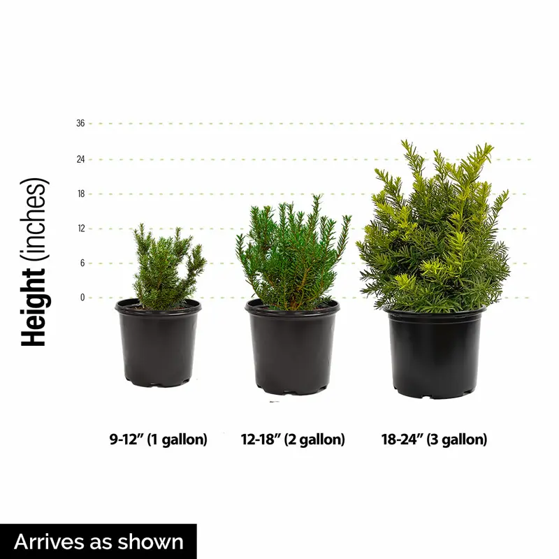 Brown's Yew Hedge - Image 2
