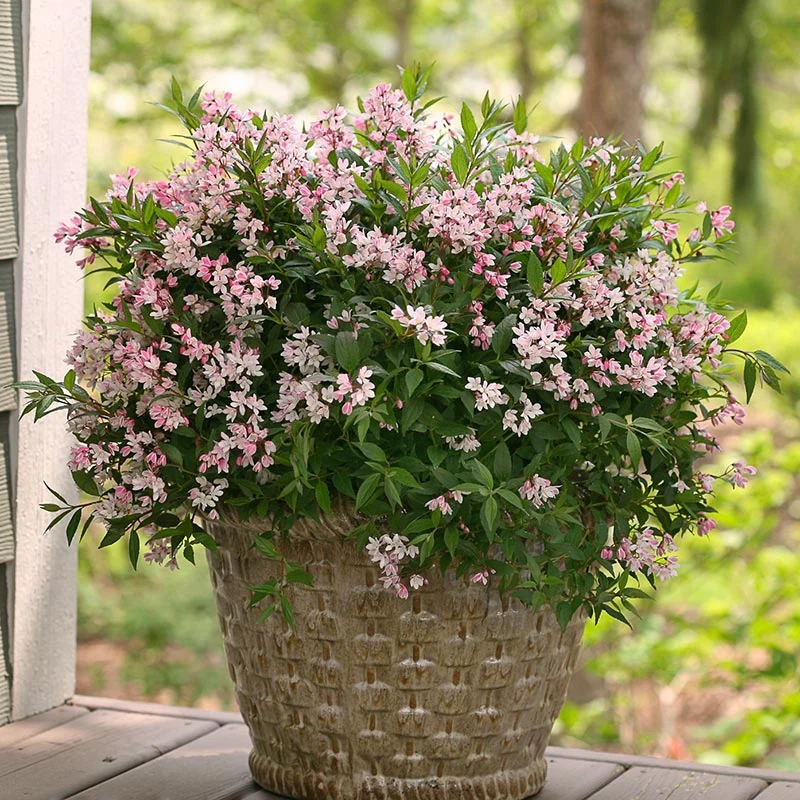 Yuki Cherry Blossom® Deutzia - Image 2