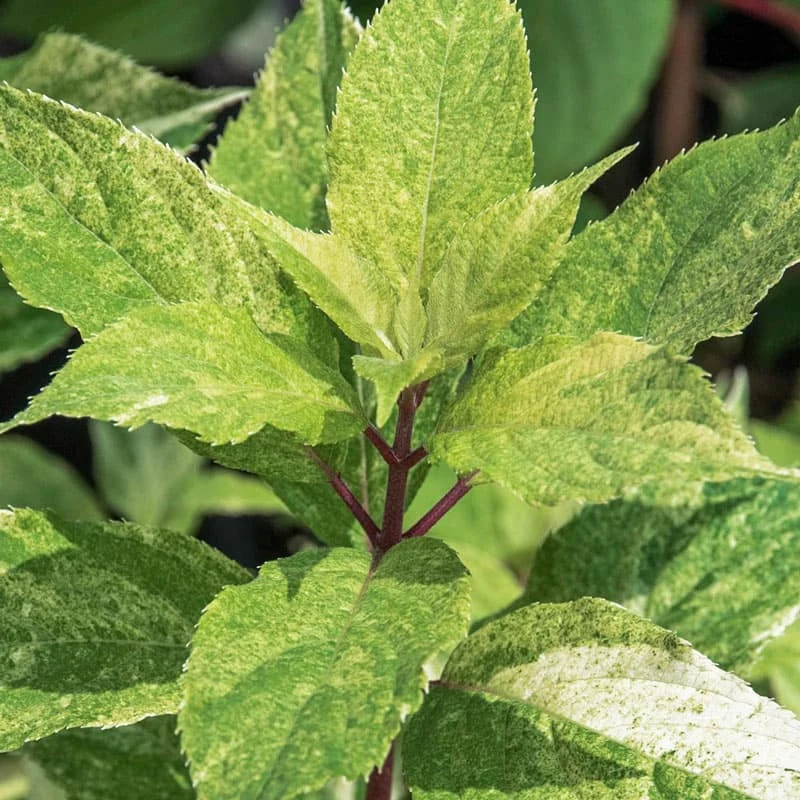 Yuki Gessho Variegated Panicle Hydrangea - Image 3