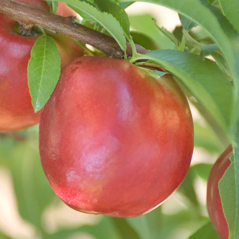 Yumm Yumm™ Nectarine - Image 2