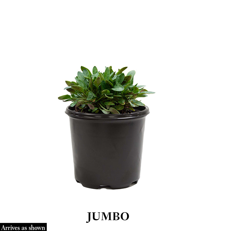 Zebra Mallow - Image 2