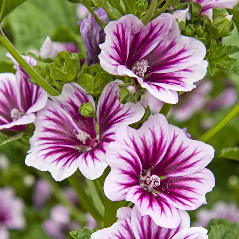 Zebrina Malva