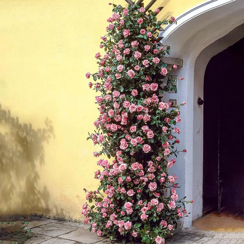 Zèphirine Drouhin Climbing Rose