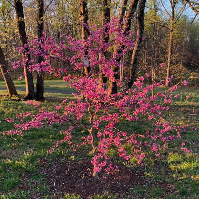 Zig Zag® Redbud